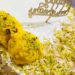 Rasmalai Burst